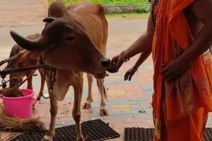 Gho Dhana